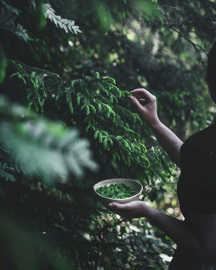 herbs